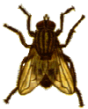 Cyberfly